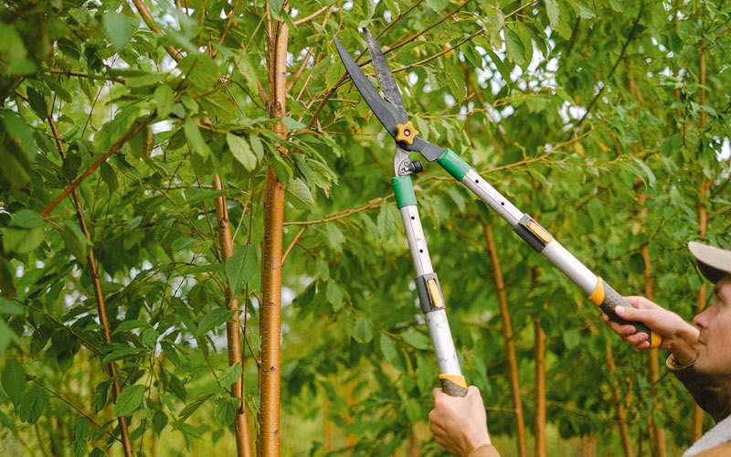 Tree trimming in Parowan, UT